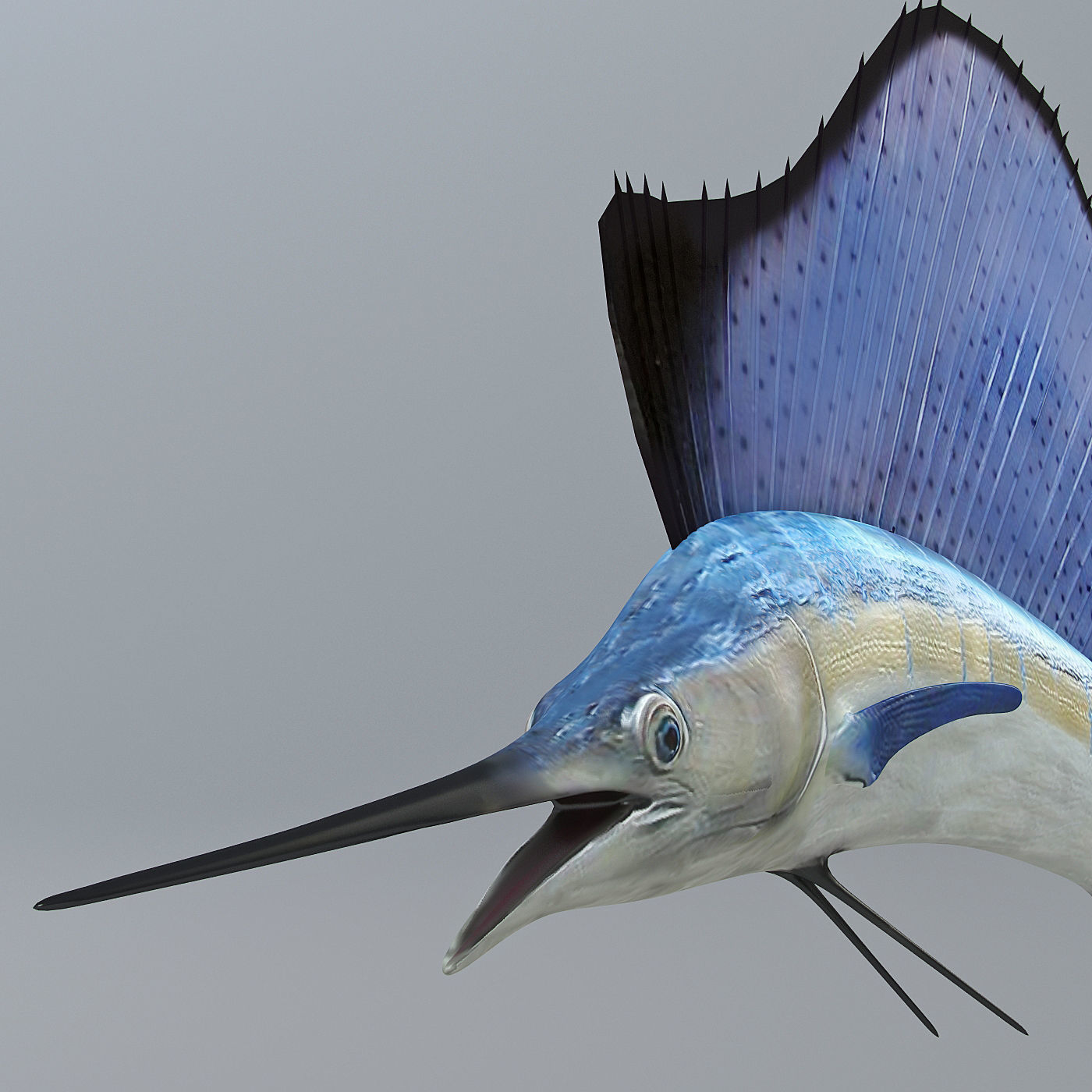 Sailfish 3D model_2