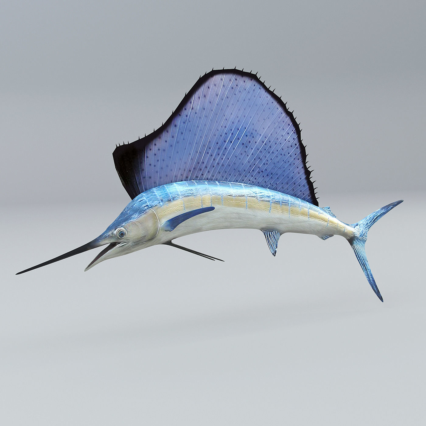 Sailfish 3D model_5