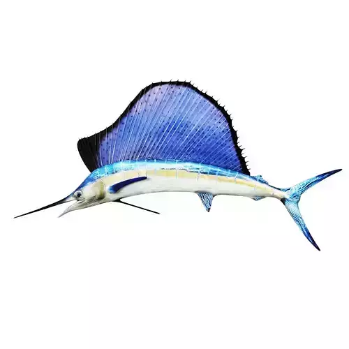 Sailfish