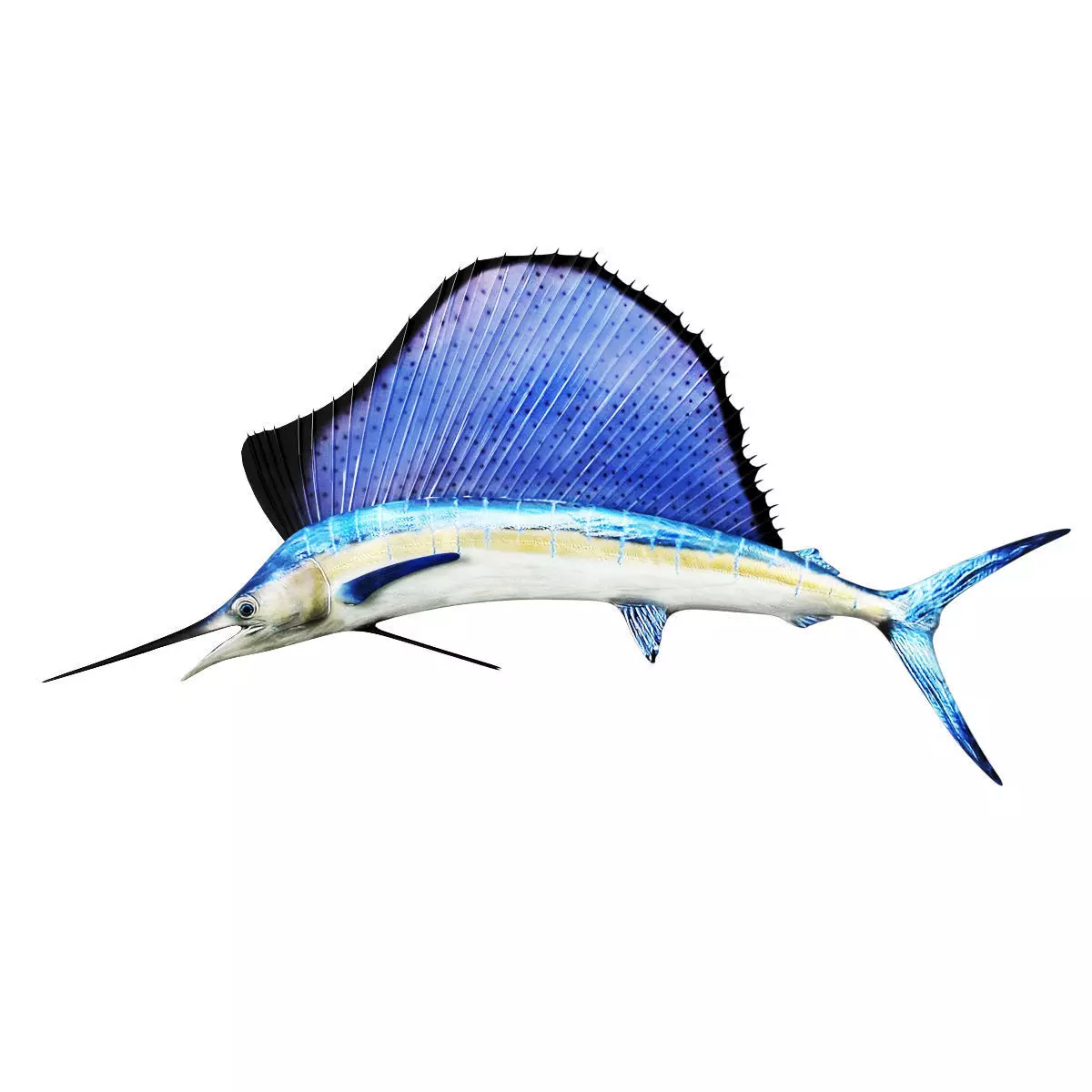 Sailfish 3D model_0