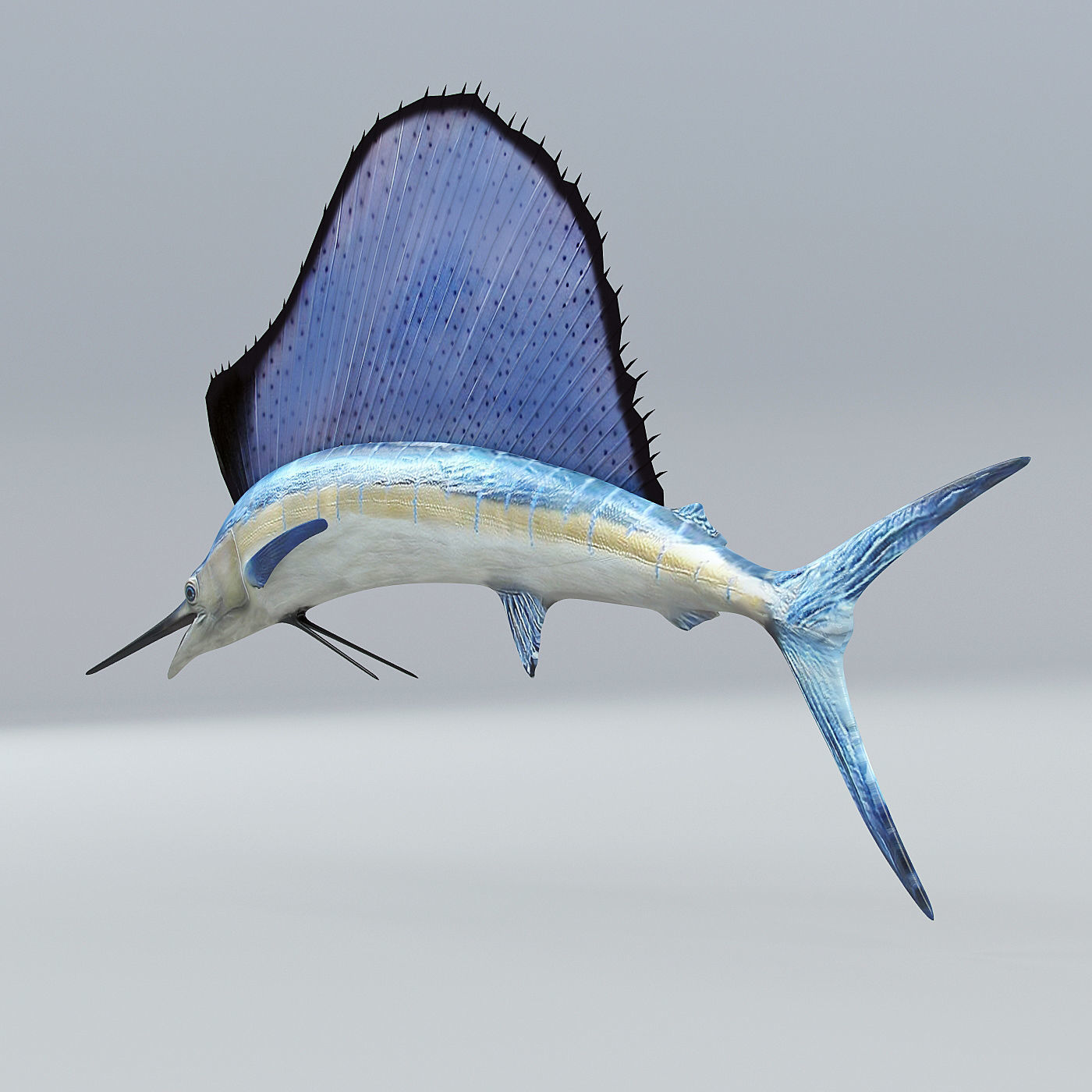 Sailfish 3D model_6