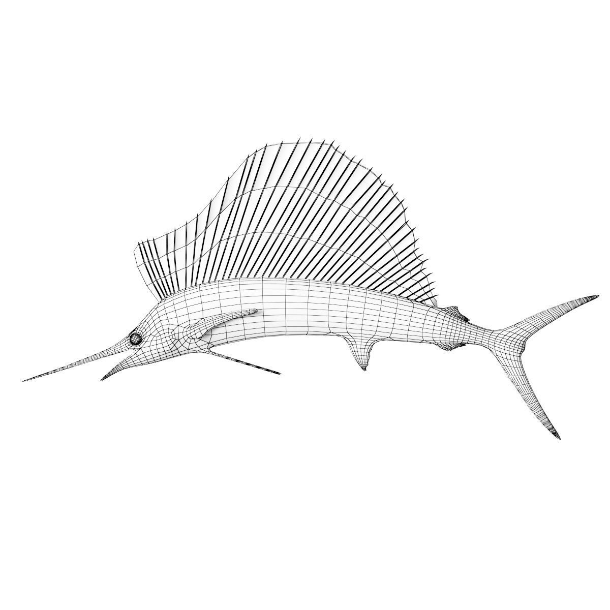 Sailfish 3D model_3