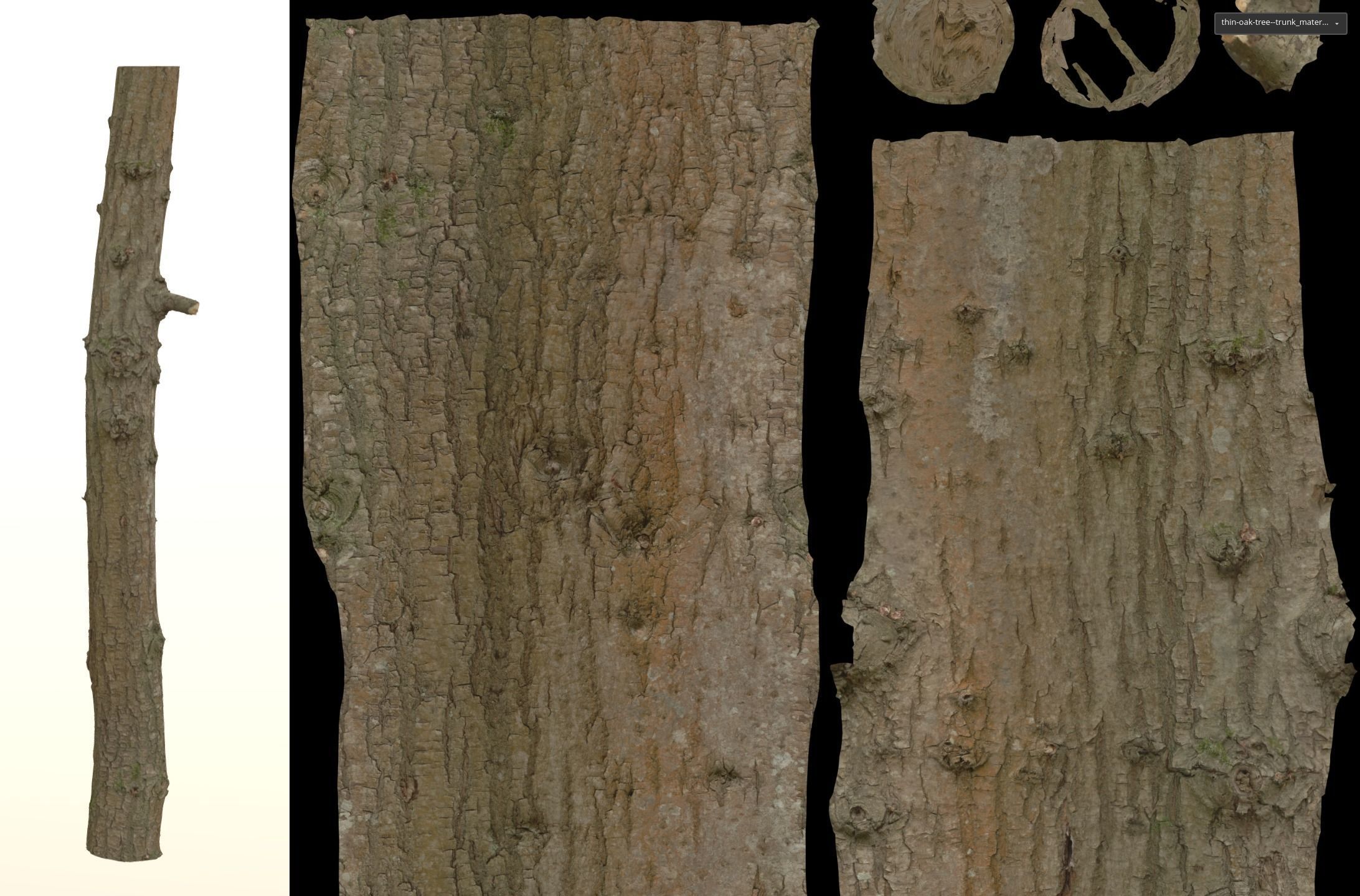 Thin oak tree trunk Low-poly 3D model_18