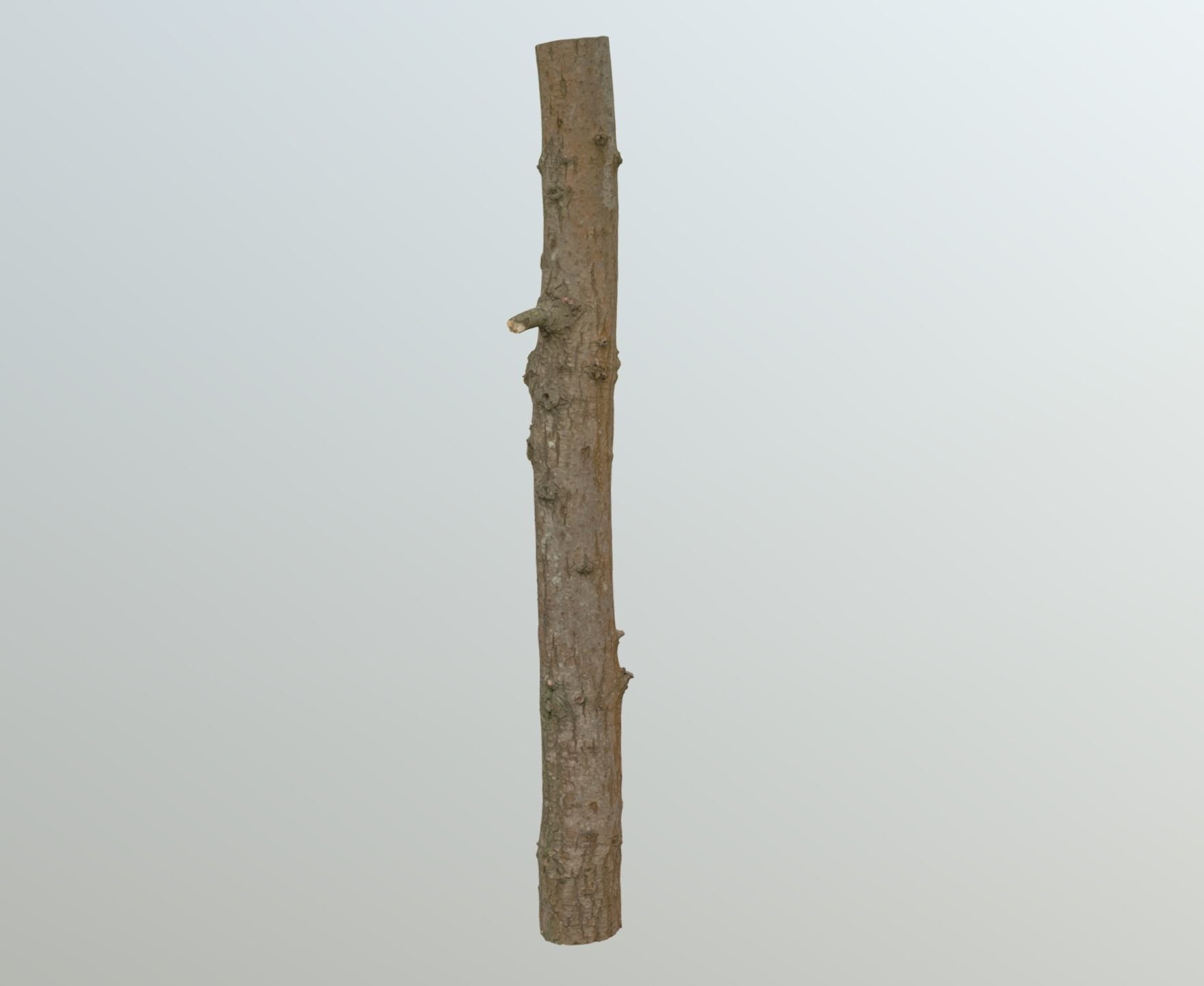 Thin oak tree trunk Low-poly 3D model_16