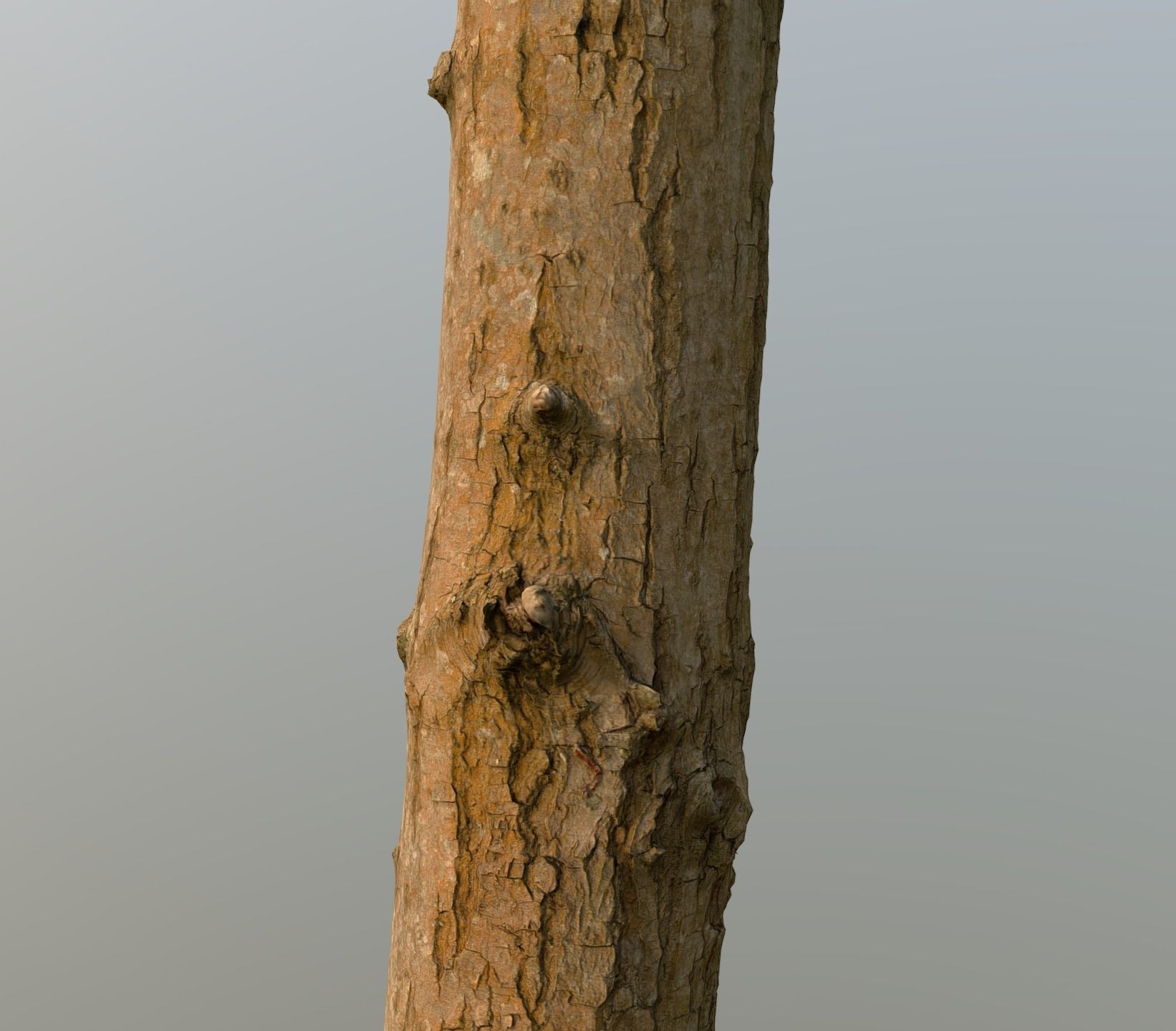 Thin oak tree trunk Low-poly 3D model_4