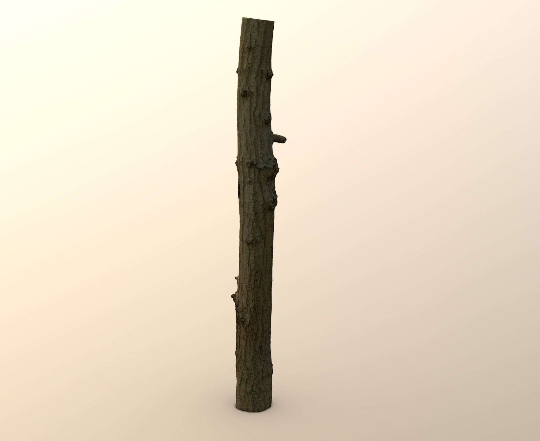 Thin oak tree trunk Low-poly 3D model_8