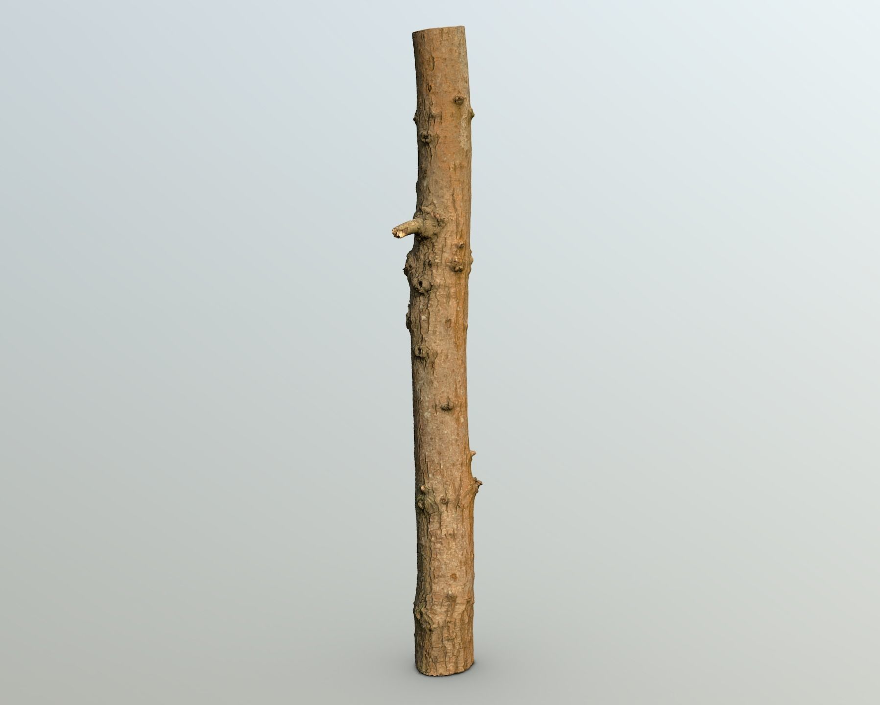 Thin oak tree trunk Low-poly 3D model_6