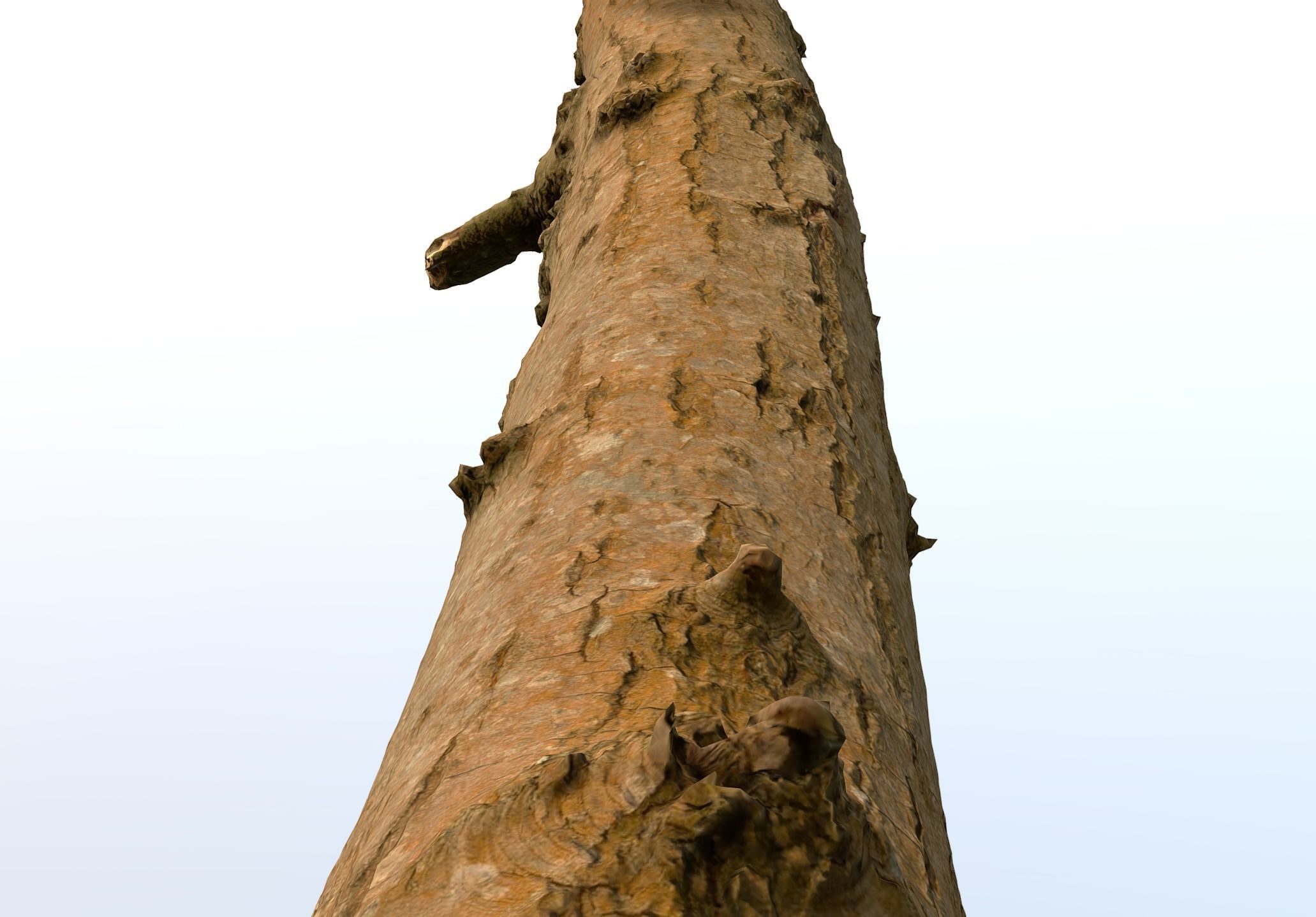 Thin oak tree trunk Low-poly 3D model_2