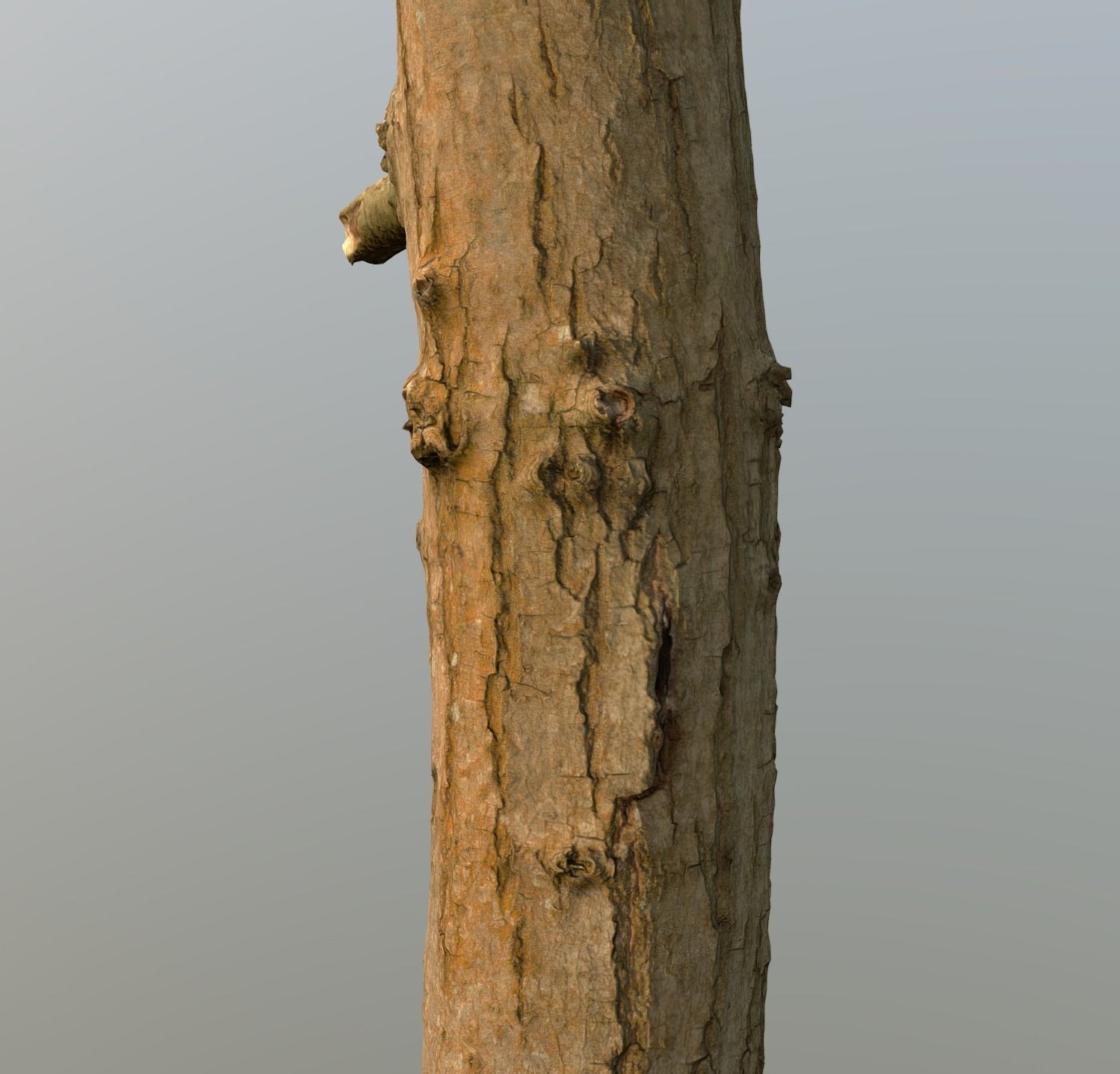 Thin oak tree trunk Low-poly 3D model_5