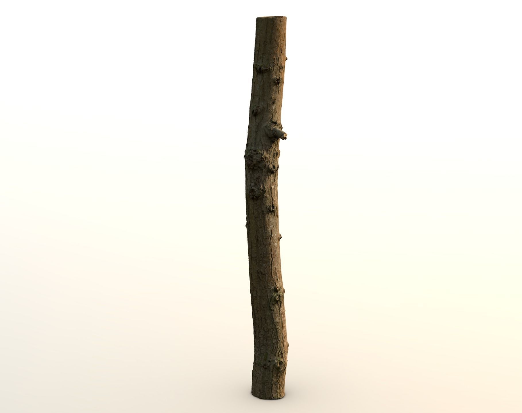 Thin oak tree trunk Low-poly 3D model_7