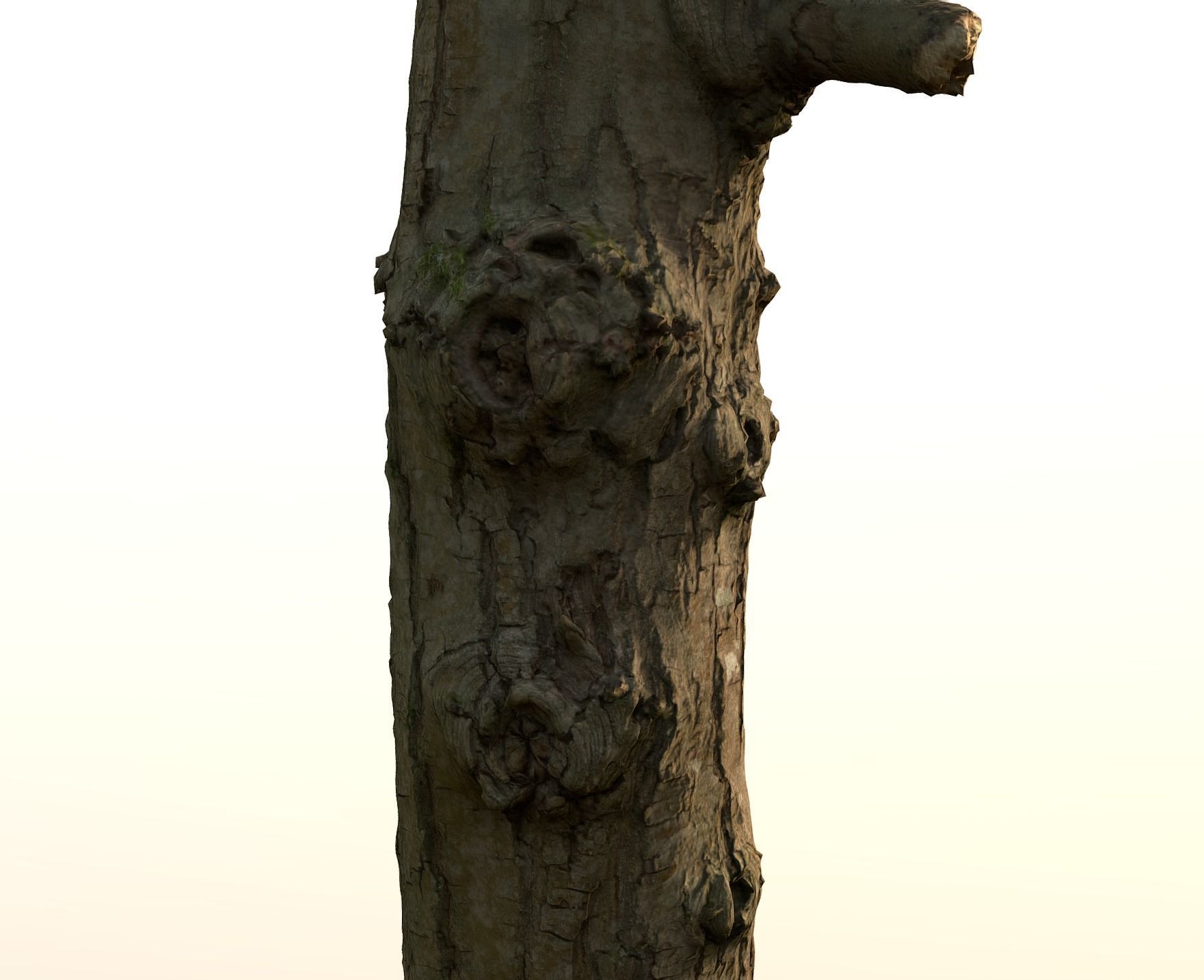 Thin oak tree trunk Low-poly 3D model_17
