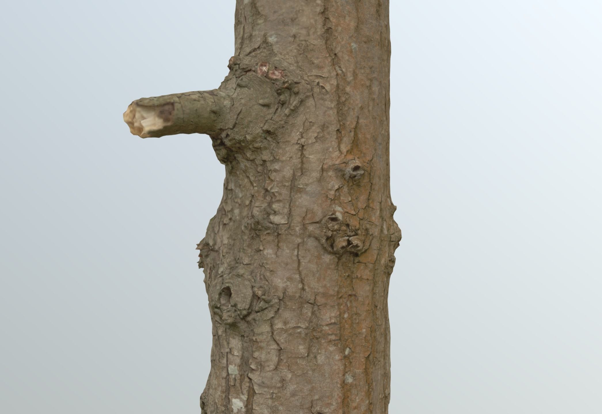 Thin oak tree trunk Low-poly 3D model_9