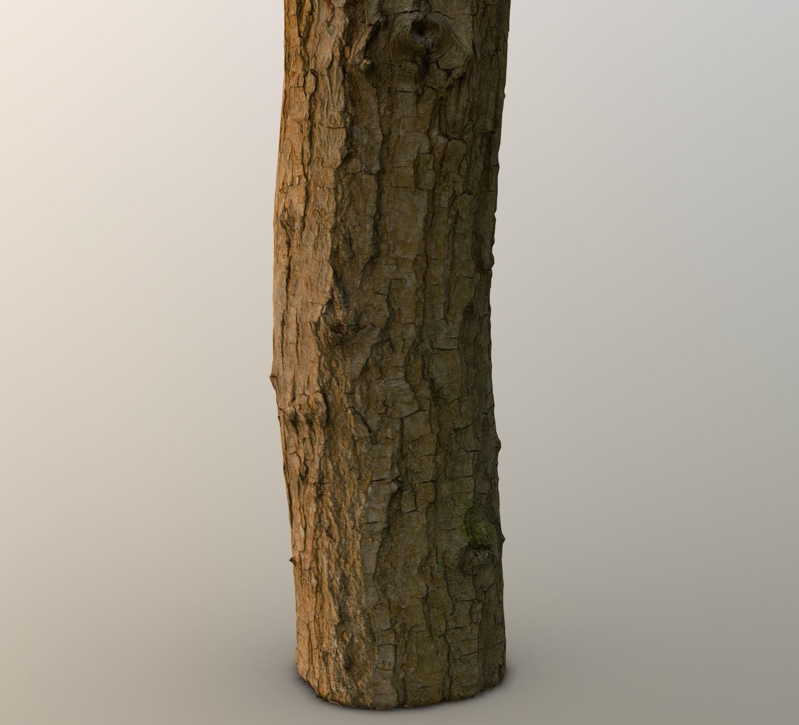 Thin oak tree trunk Low-poly 3D model_3