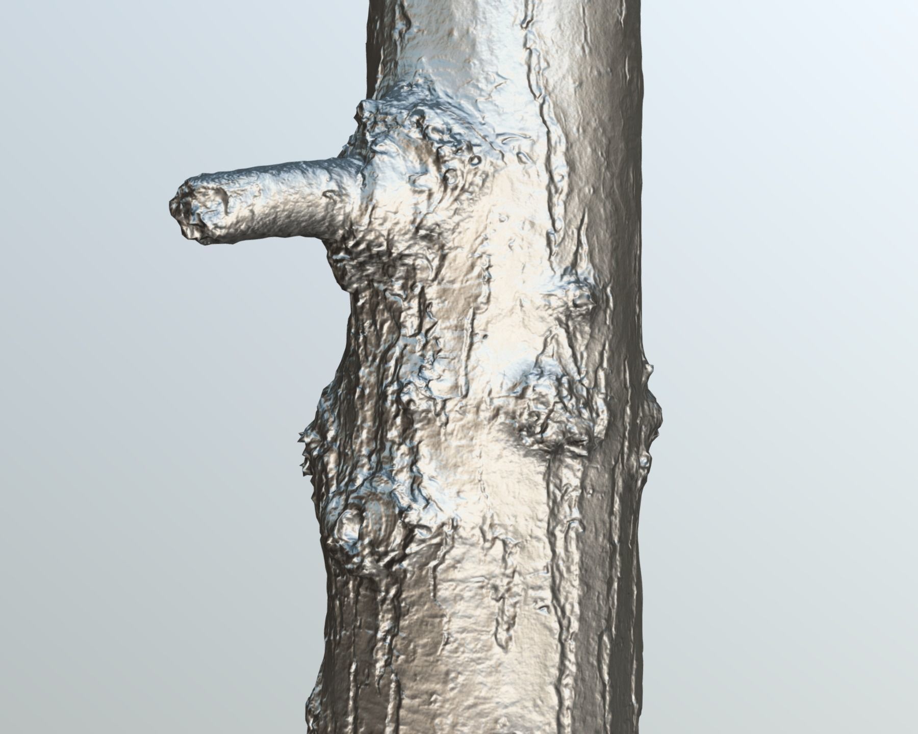 Thin oak tree trunk Low-poly 3D model_13