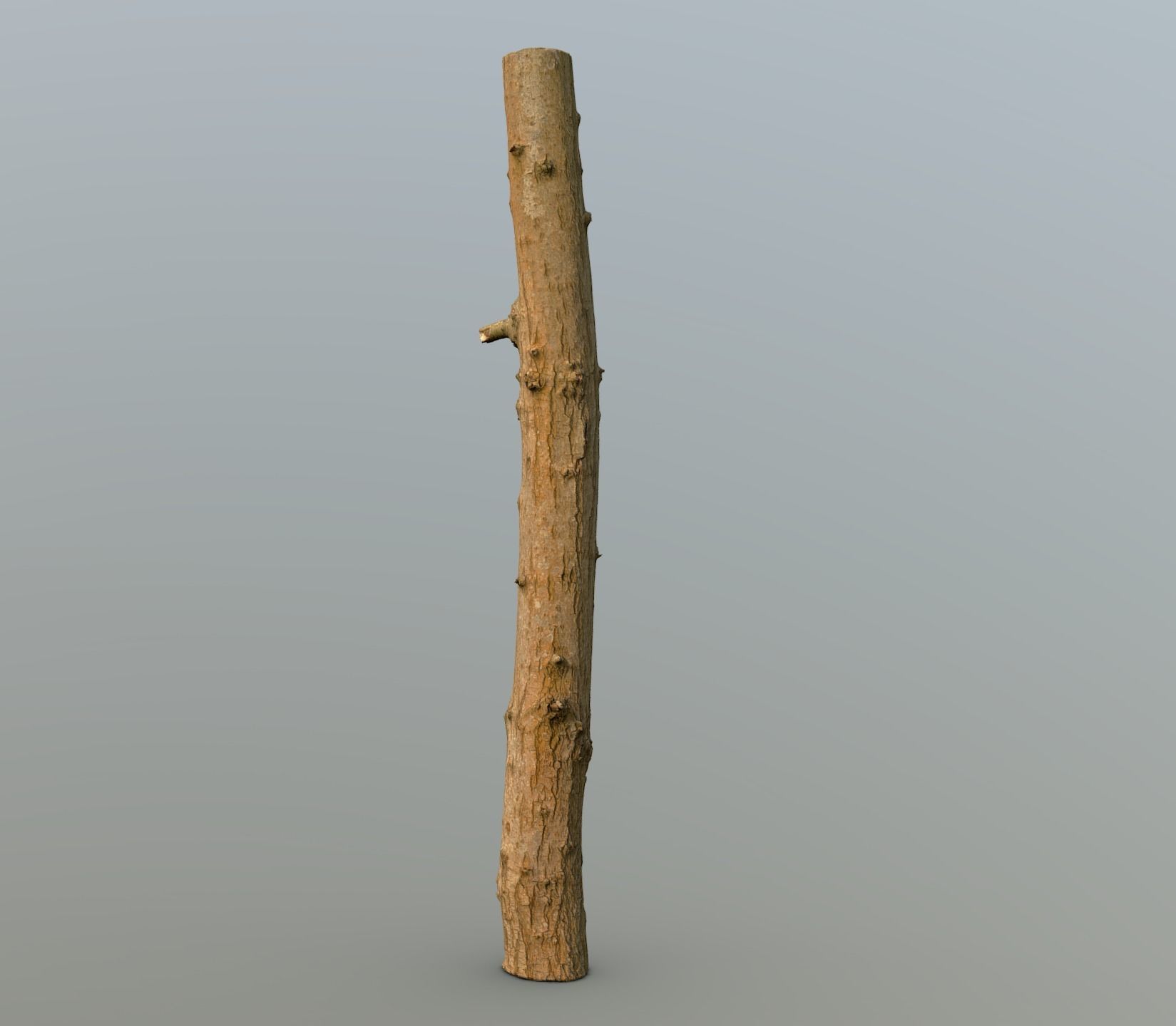 Thin oak tree trunk Low-poly 3D model_1