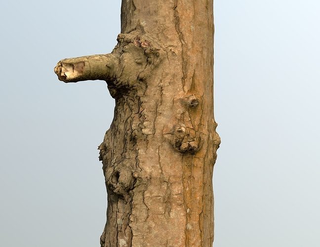 Thin oak tree trunk Low-poly 3D model
