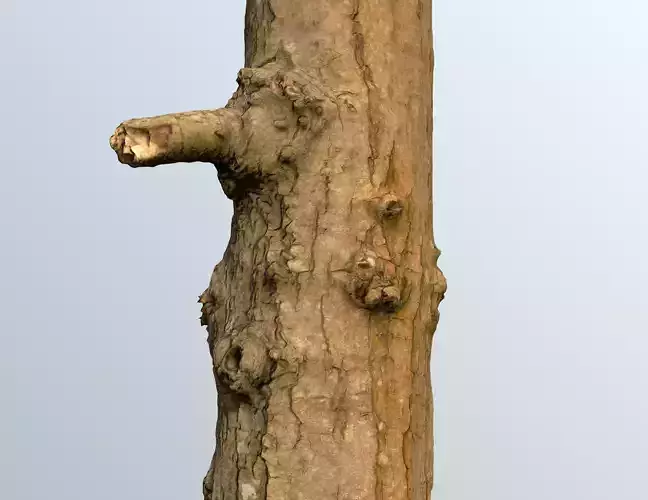 Thin oak tree trunk