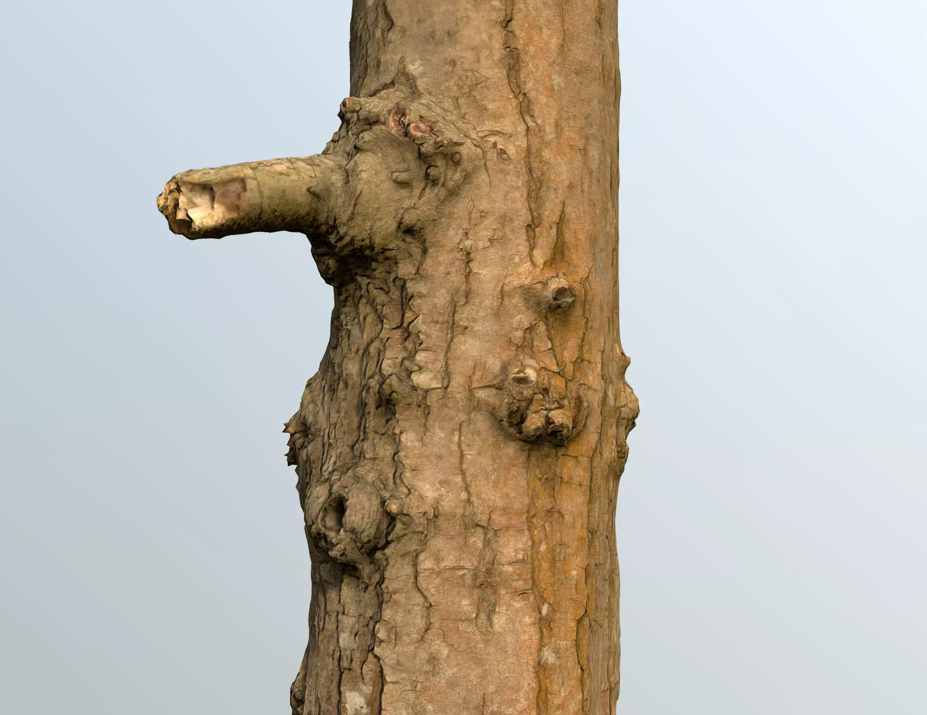 Thin oak tree trunk Low-poly 3D model_0