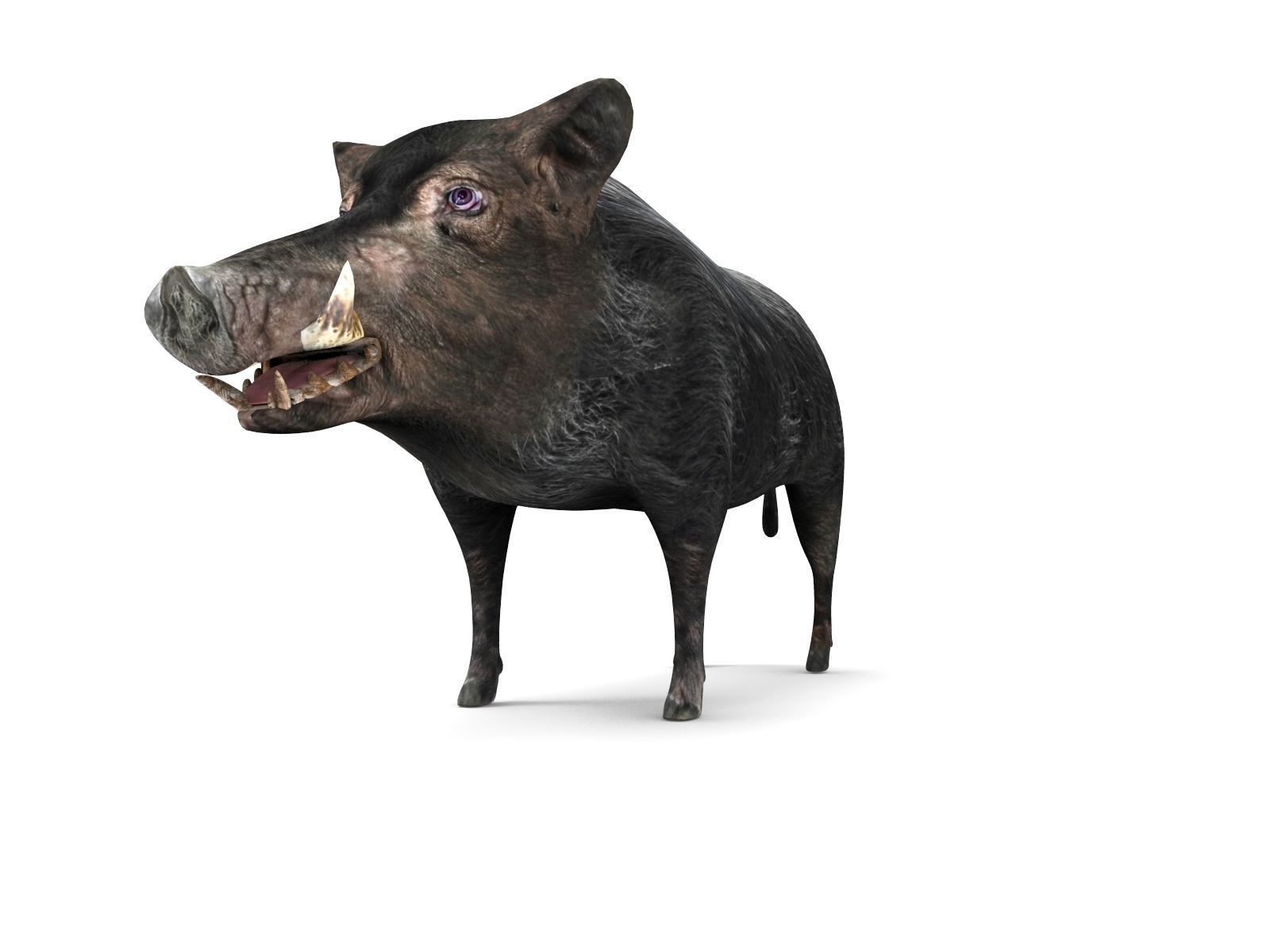 3D Wild Boar 3D Model Low-poly 3D model_11
