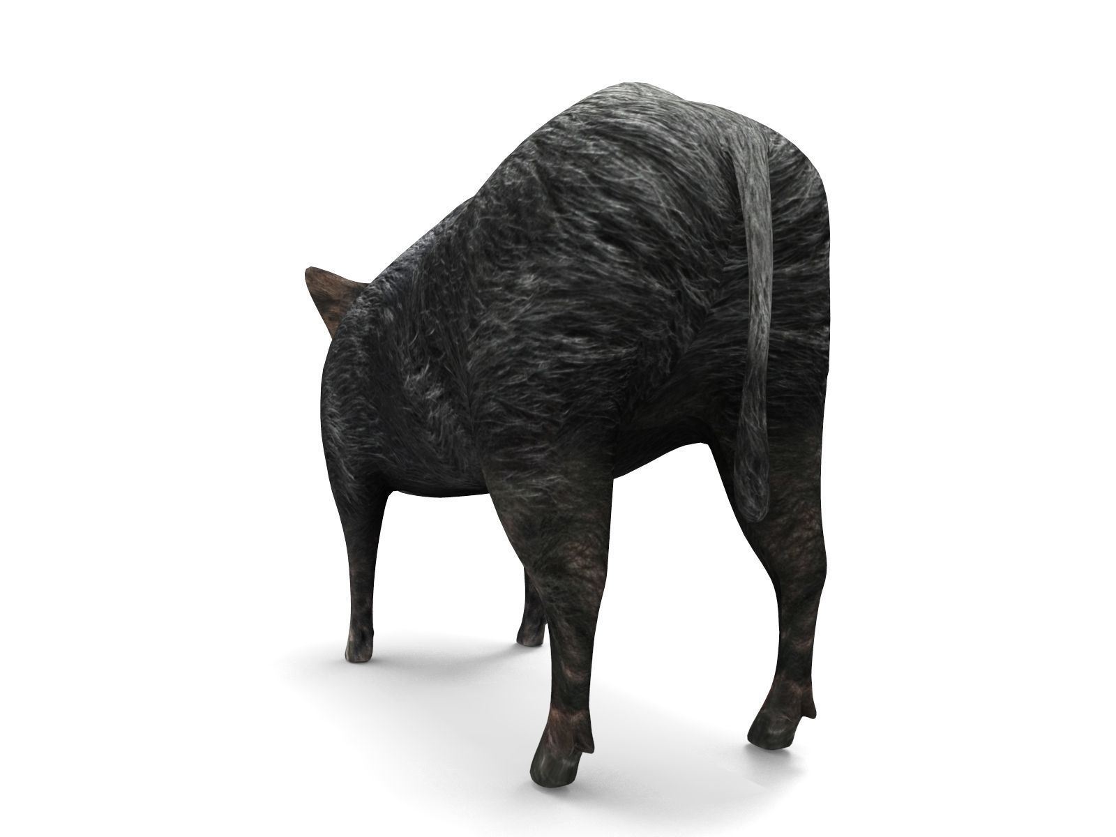3D Wild Boar 3D Model Low-poly 3D model_5