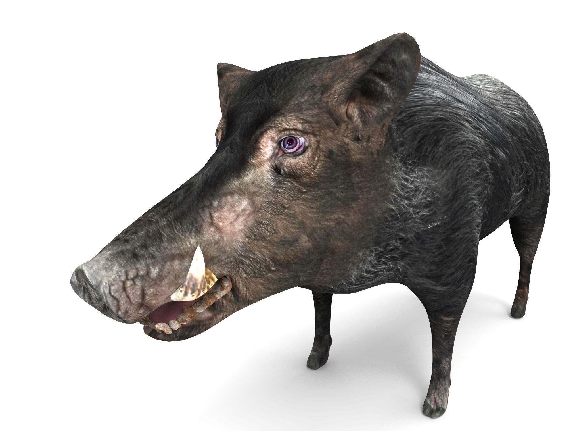 3D Wild Boar 3D Model Low-poly 3D model_8