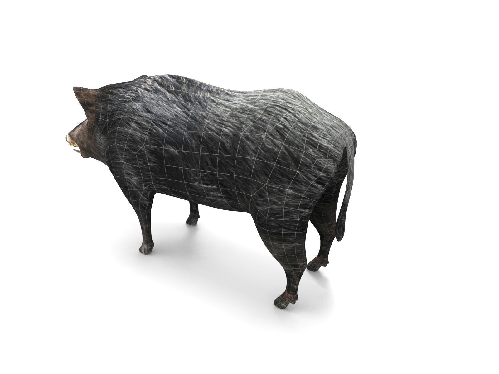 3D Wild Boar 3D Model Low-poly 3D model_15