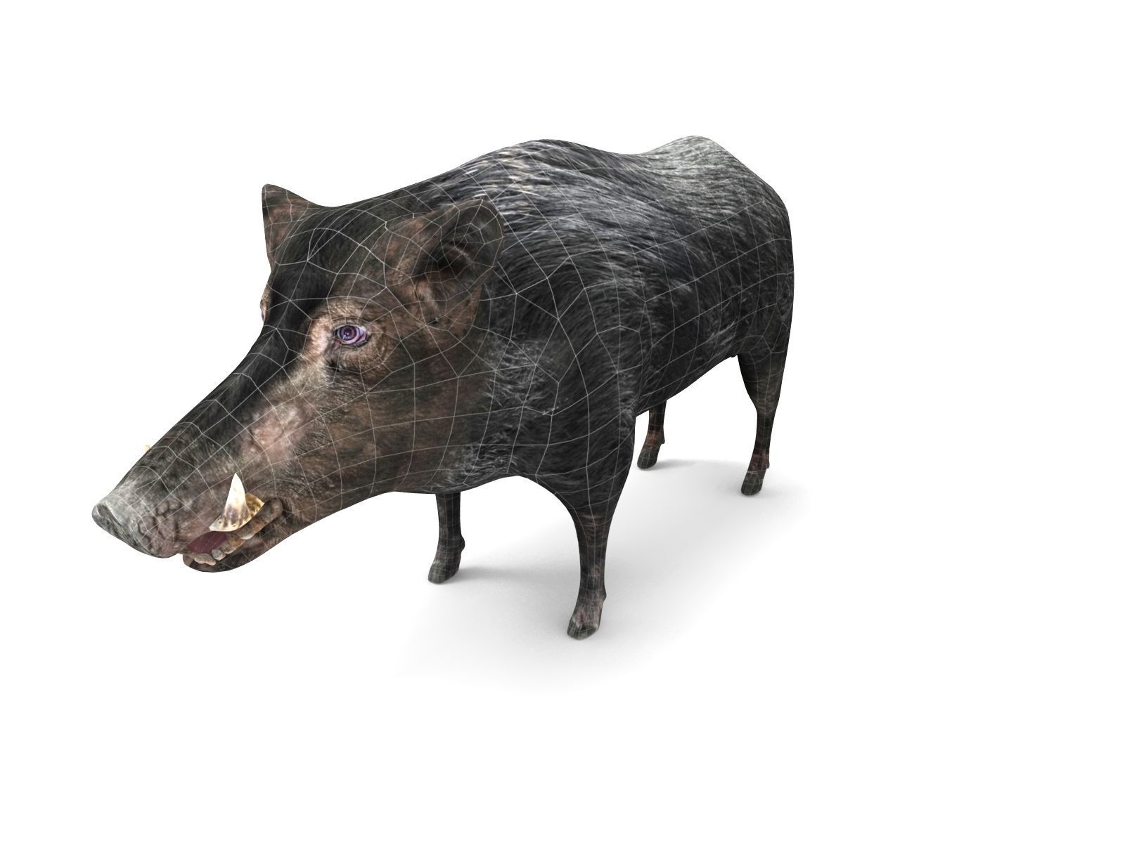 3D Wild Boar 3D Model Low-poly 3D model_13