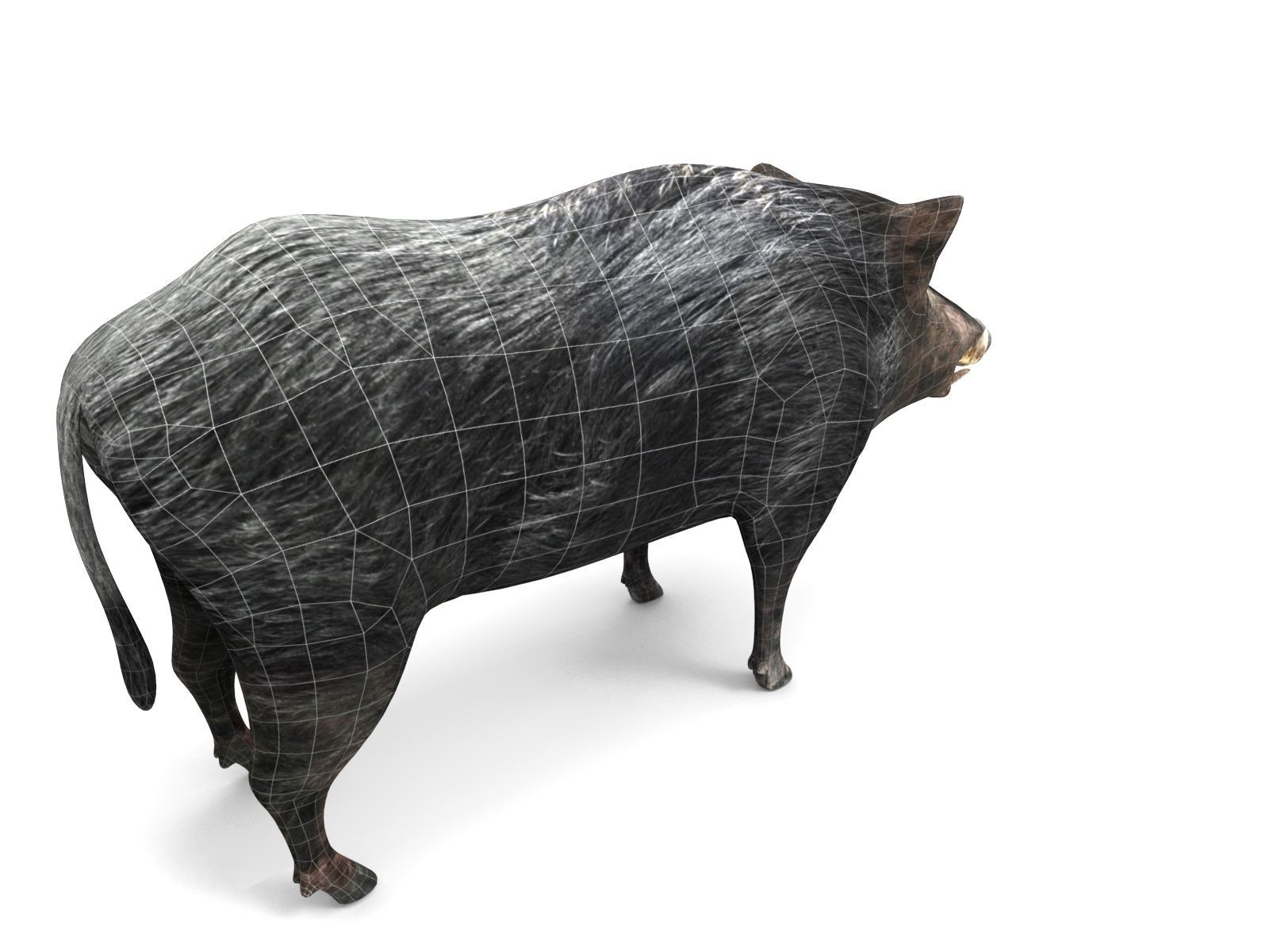 3D Wild Boar 3D Model Low-poly 3D model_14