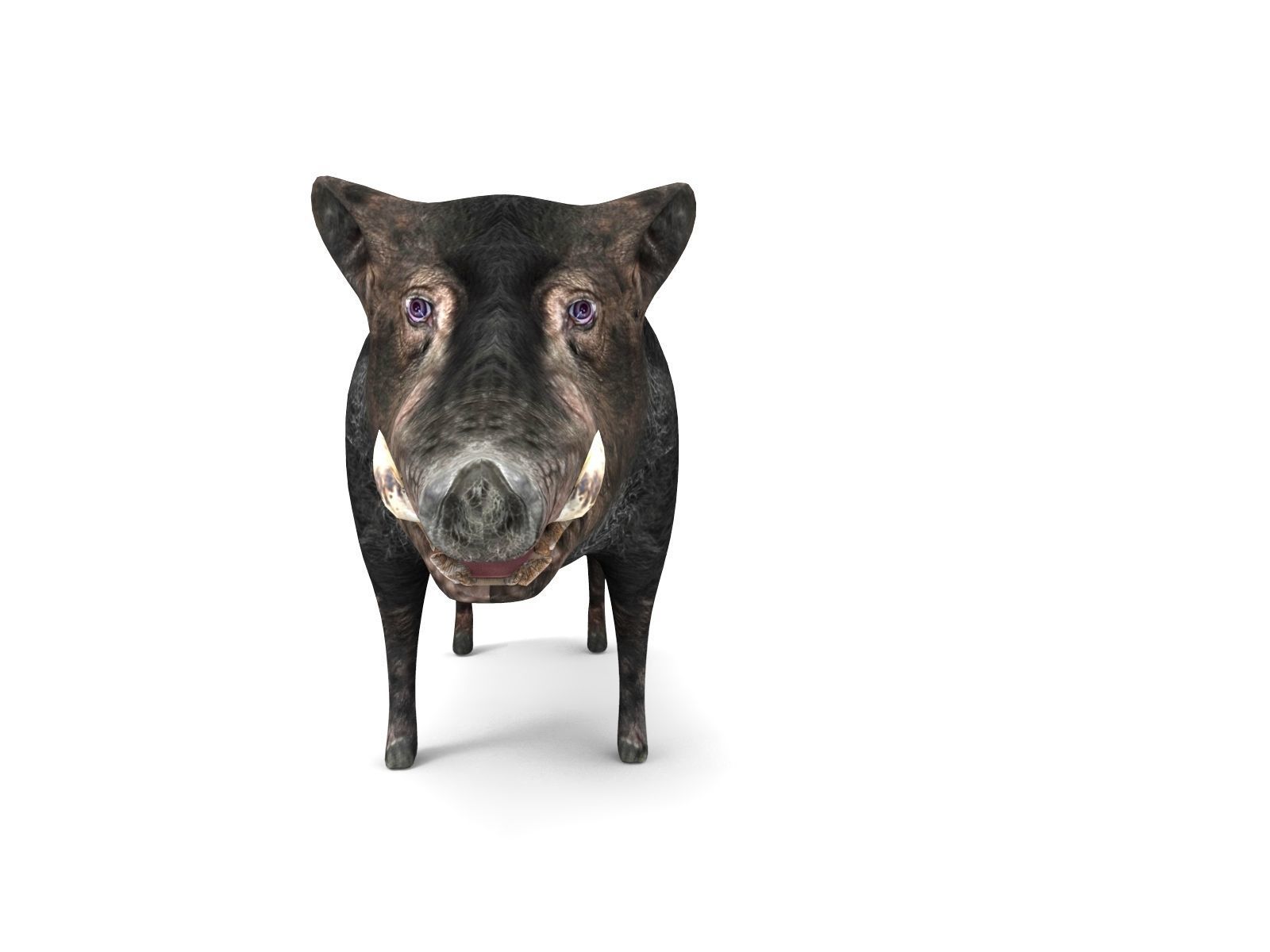 3D Wild Boar 3D Model Low-poly 3D model_6