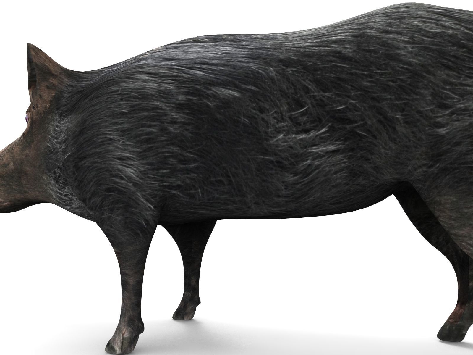 3D Wild Boar 3D Model Low-poly 3D model_3