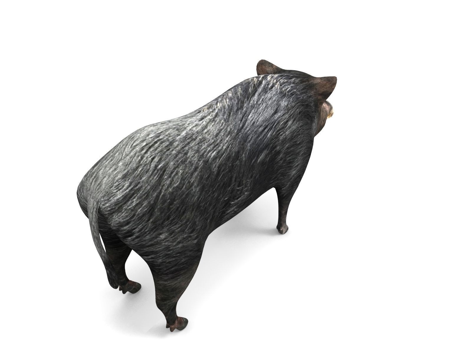 3D Wild Boar 3D Model Low-poly 3D model_9