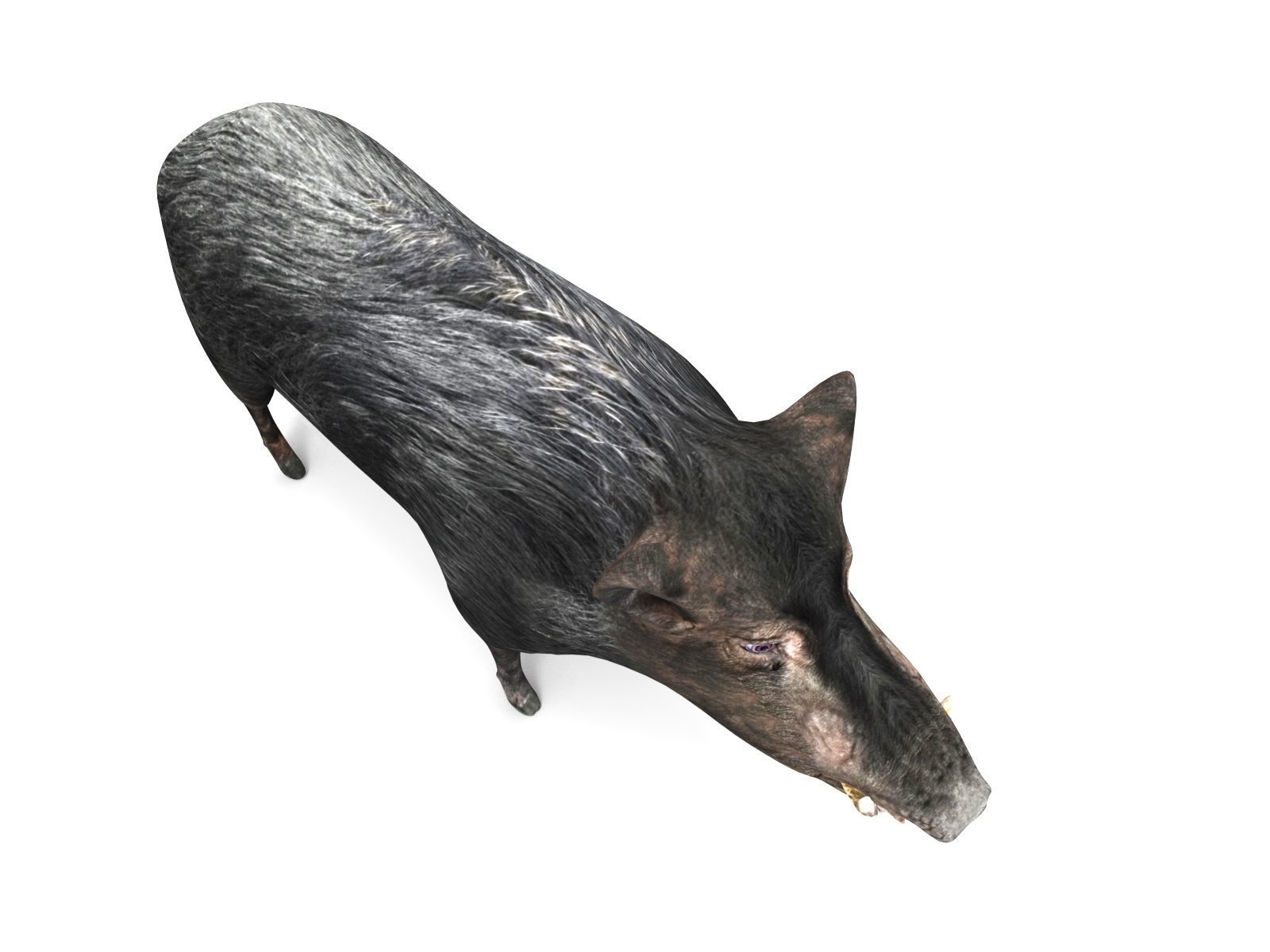 3D Wild Boar 3D Model Low-poly 3D model_1