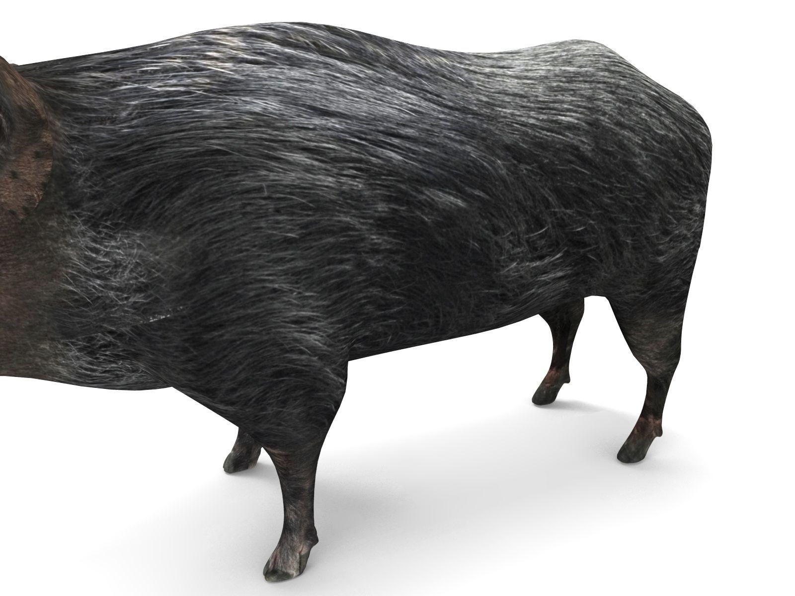 3D Wild Boar 3D Model Low-poly 3D model_4