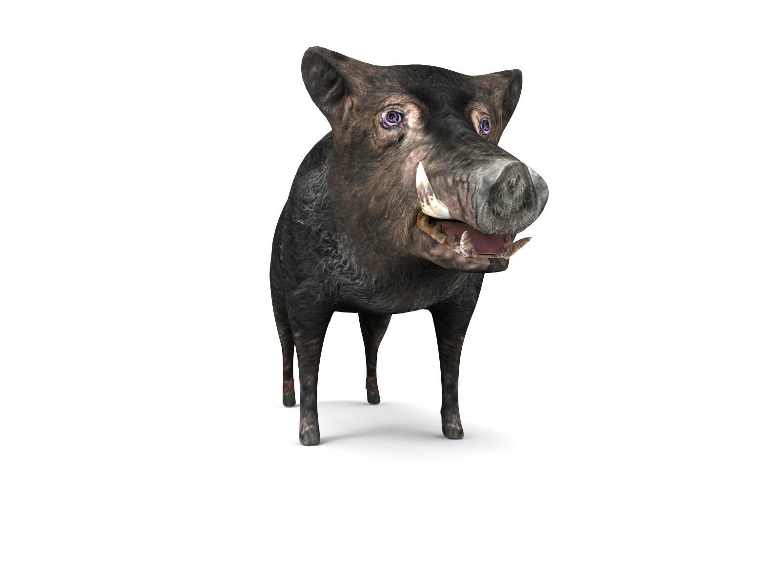 3D Wild Boar 3D Model Low-poly 3D model_12