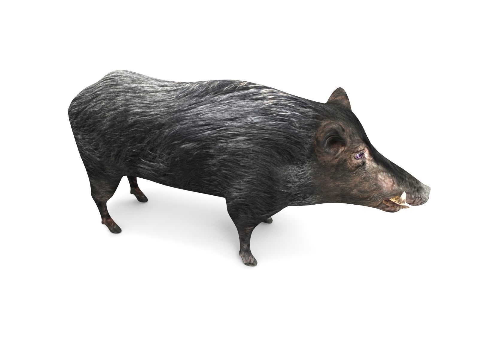 3D Wild Boar 3D Model Low-poly 3D model_10