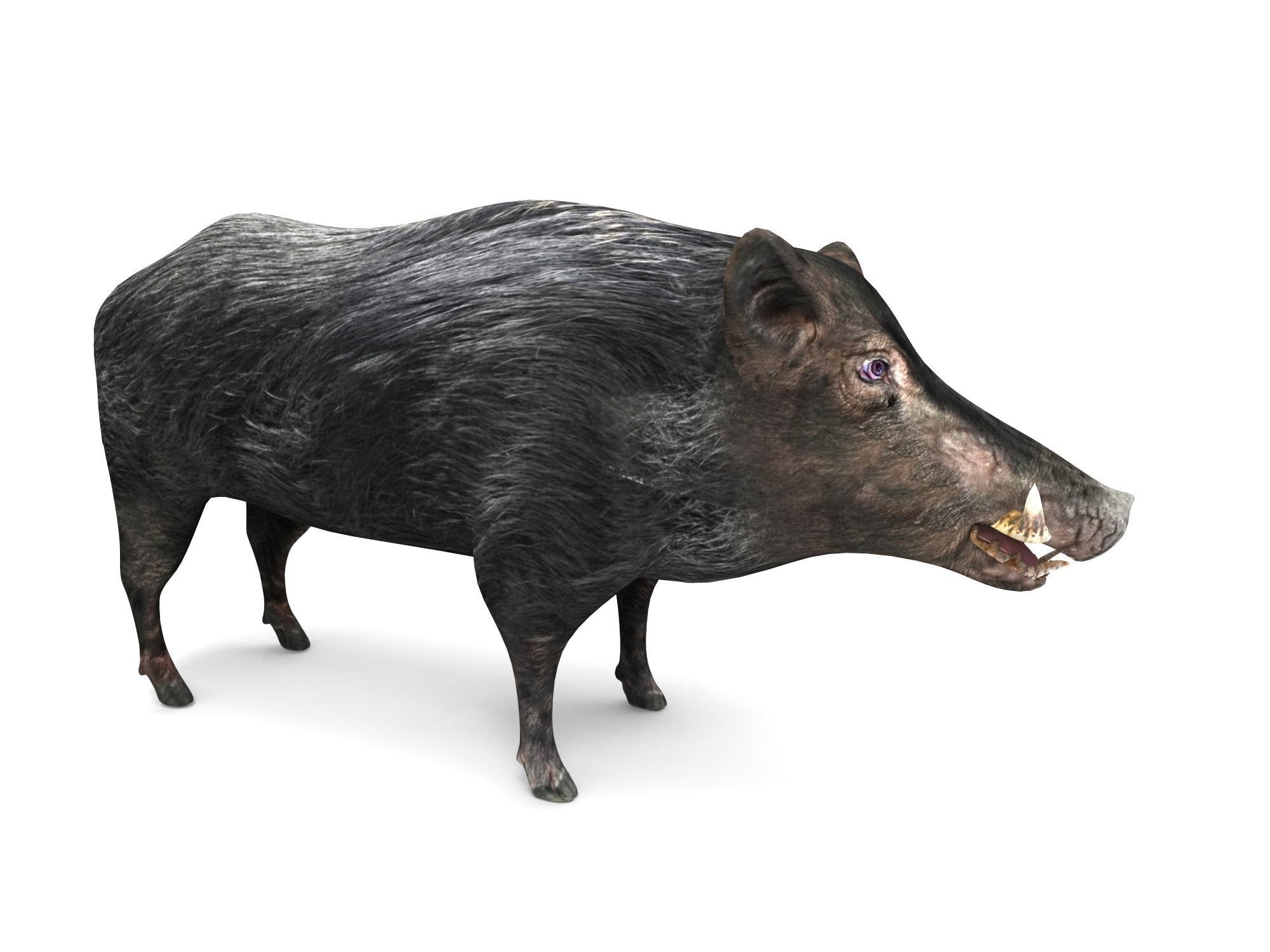 3D Wild Boar 3D Model Low-poly 3D model_7