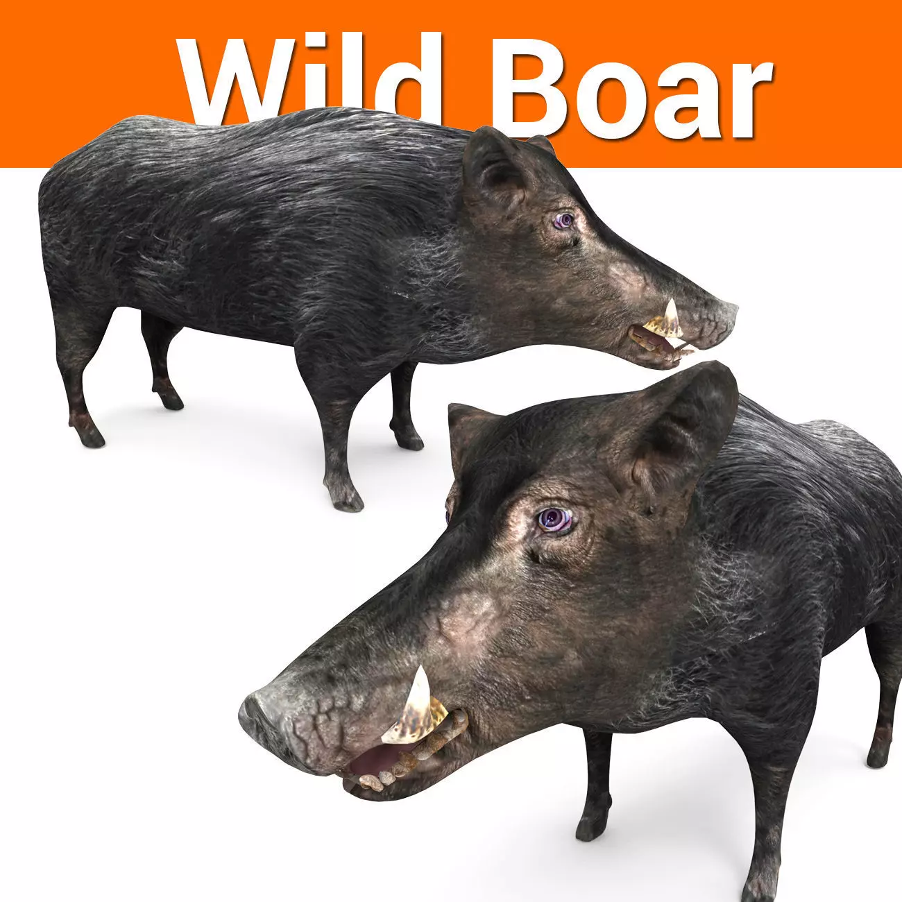 3D Wild Boar 3D Model Low-poly 3D model_0