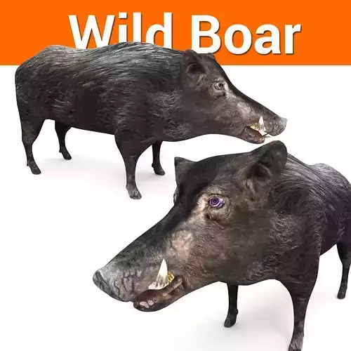 3D Wild Boar 3D Model