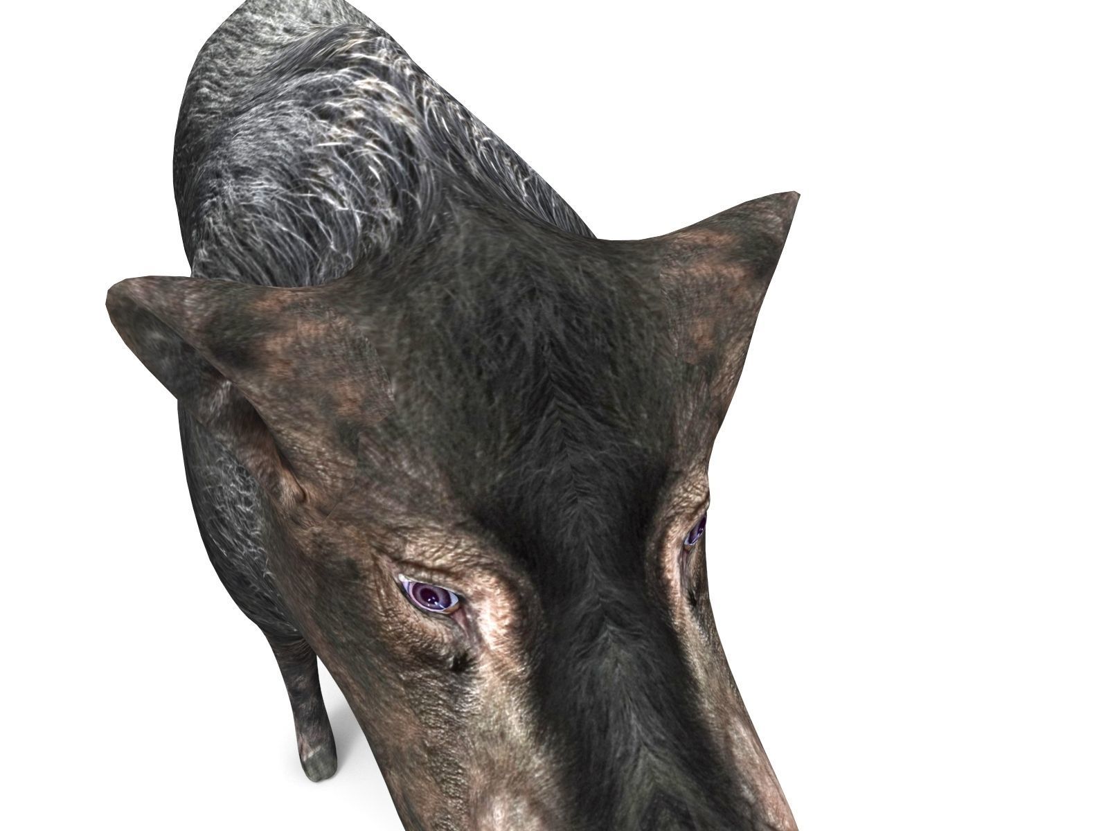 3D Wild Boar 3D Model Low-poly 3D model_2