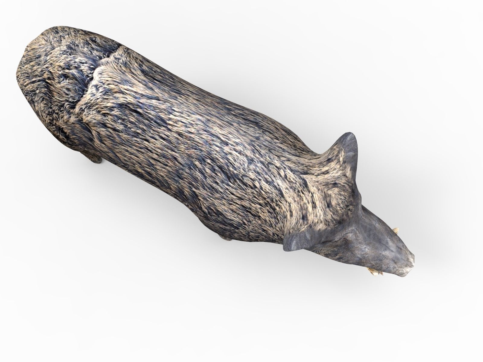 3D game ready Wild Boar Low-poly 3D model_16