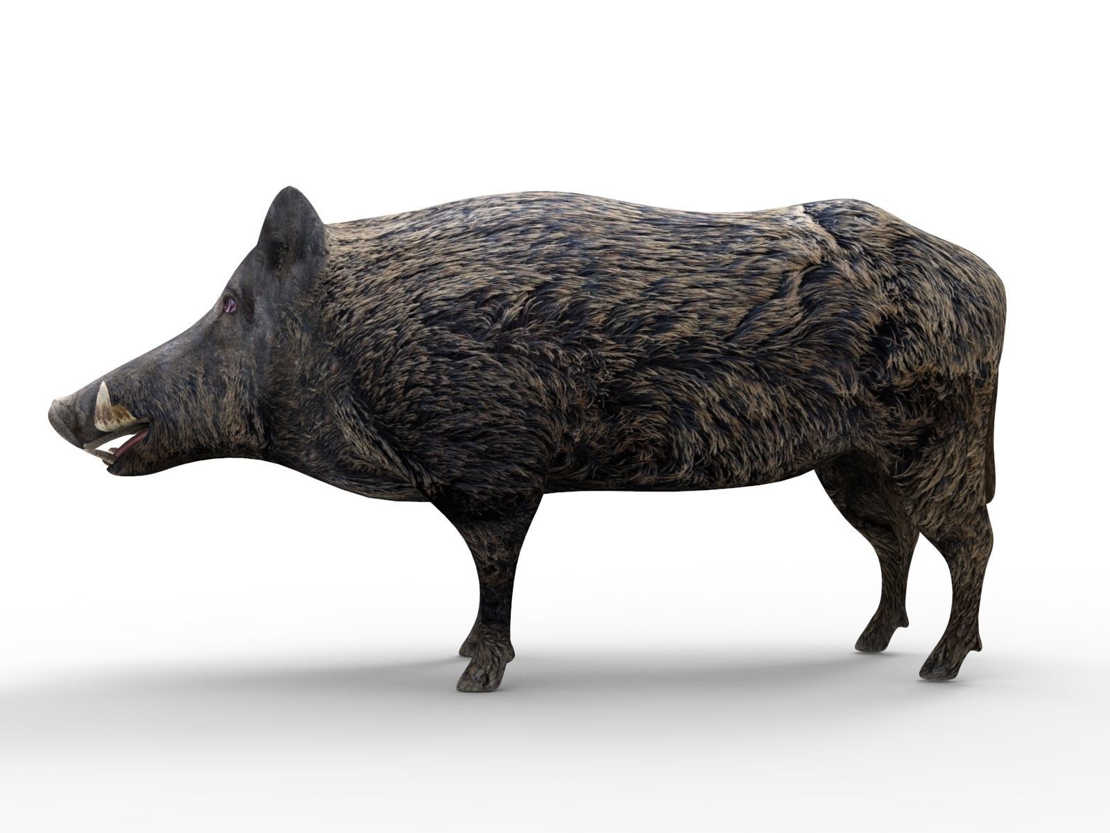 3D game ready Wild Boar Low-poly 3D model_5