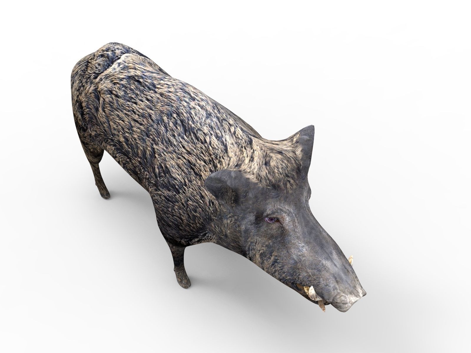 3D game ready Wild Boar Low-poly 3D model_4