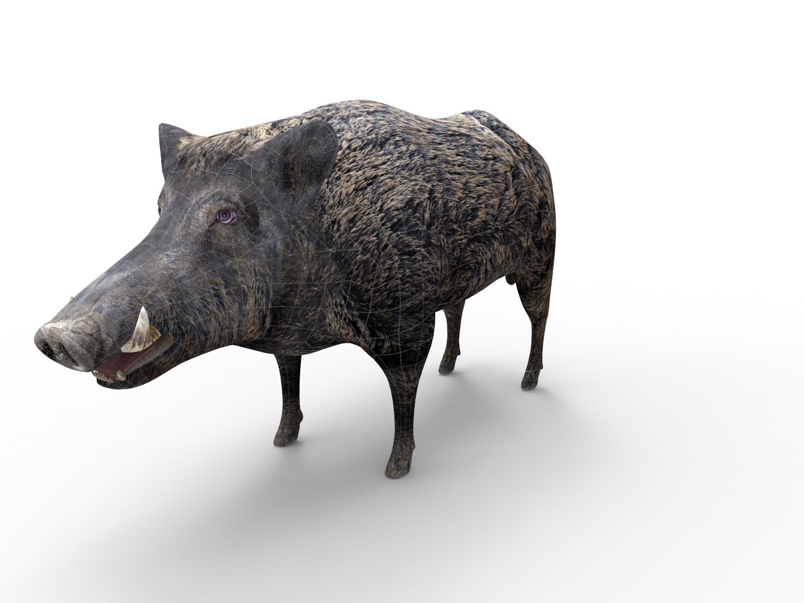 3D game ready Wild Boar Low-poly 3D model_13