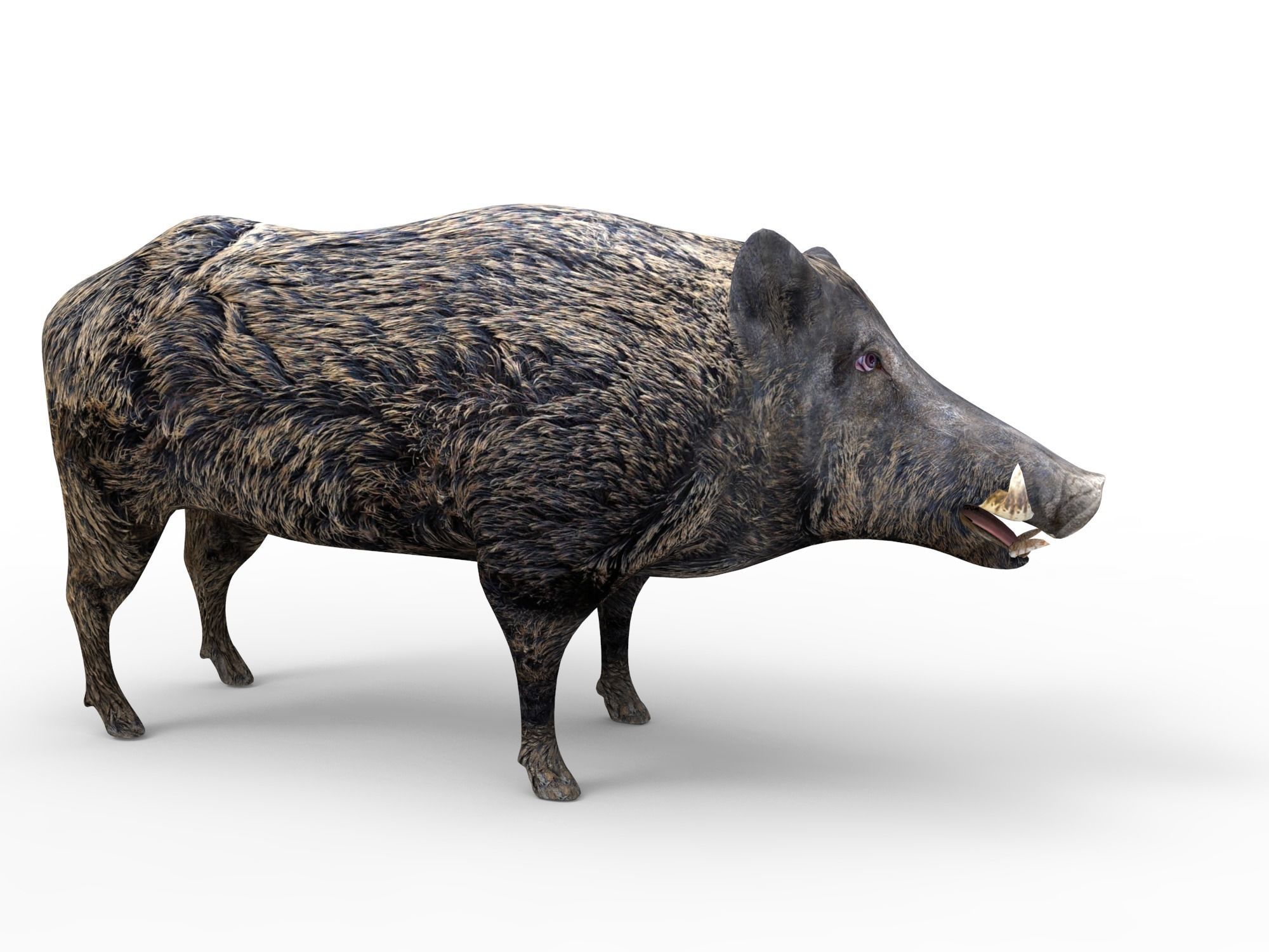 3D game ready Wild Boar Low-poly 3D model_7