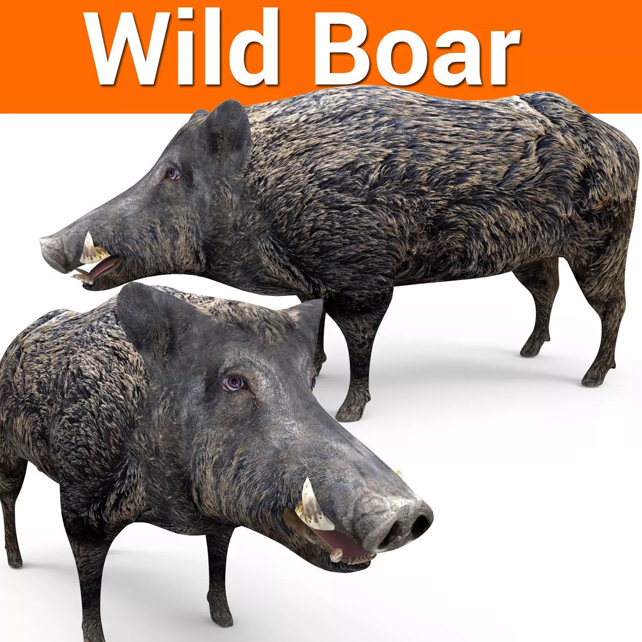 3D game ready Wild Boar Low-poly 3D model_0