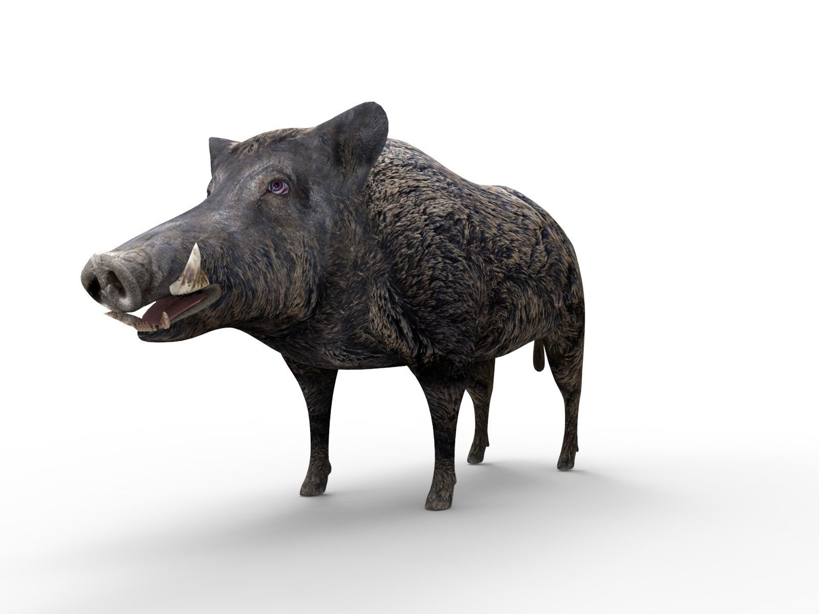 3D game ready Wild Boar Low-poly 3D model_8