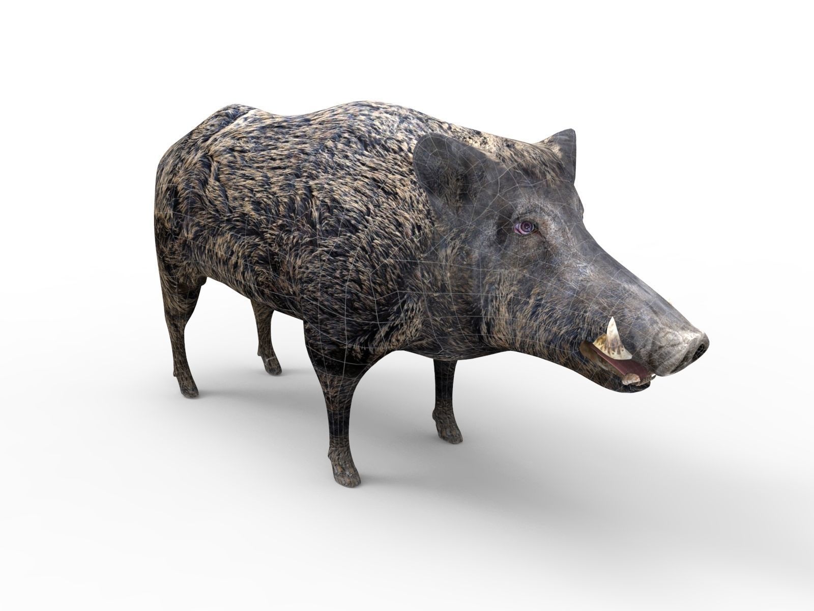 3D game ready Wild Boar Low-poly 3D model_14