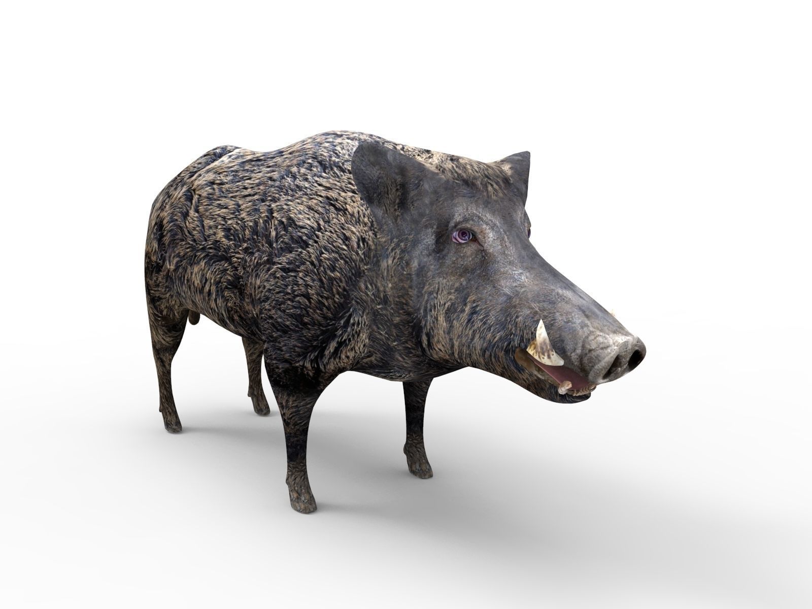 3D game ready Wild Boar Low-poly 3D model_3