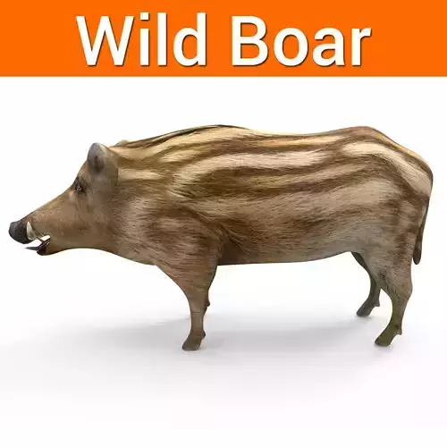 Wild Boar 3D model  
