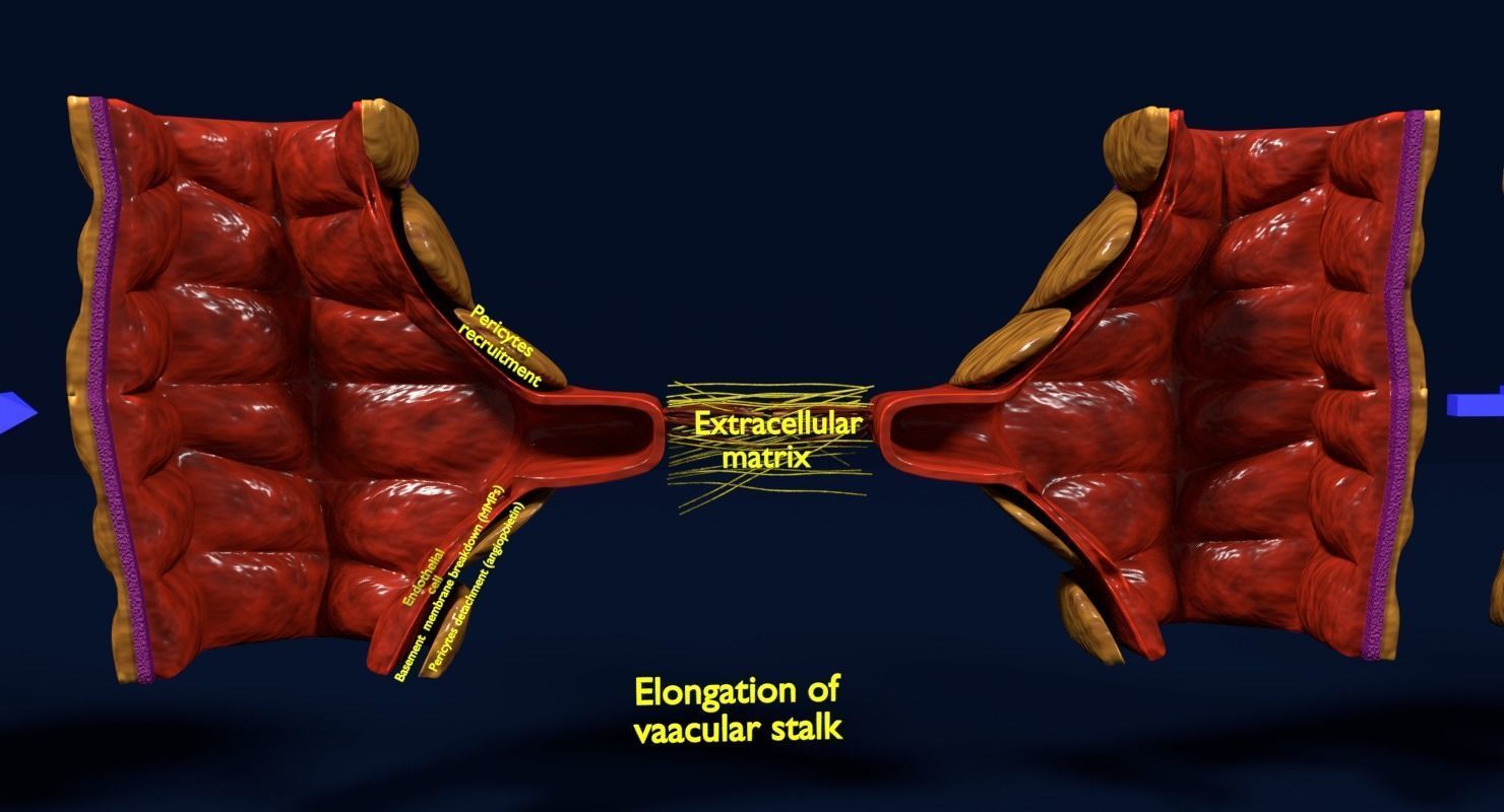 Angiogenesis human  3D model_17
